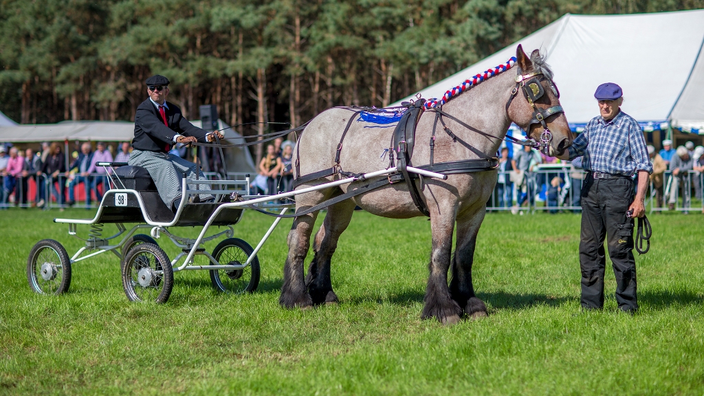 Lierop Fokpaardendag 2016 (119).jpg - Lierop Fokpaardendag 2016